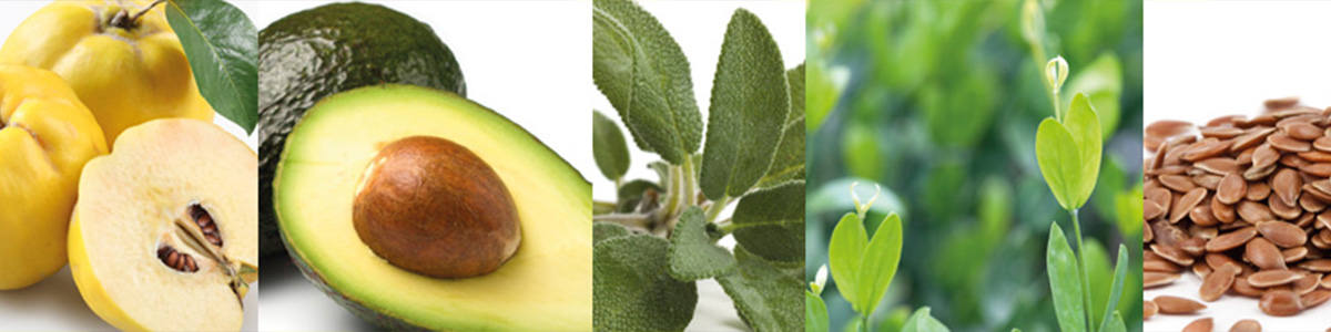 Organics - linea bio